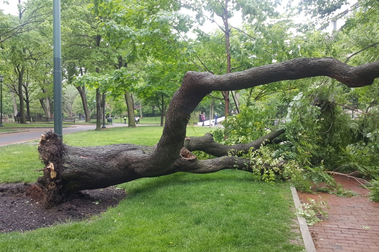Toppled tree on Penn Campus