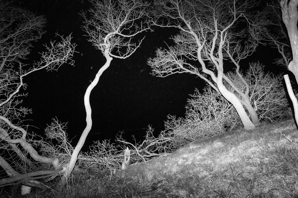 Photo negative of bare trees