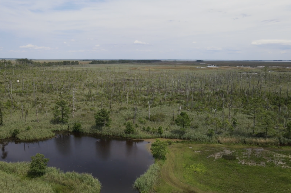 Aerial view of landscape showing bare trees