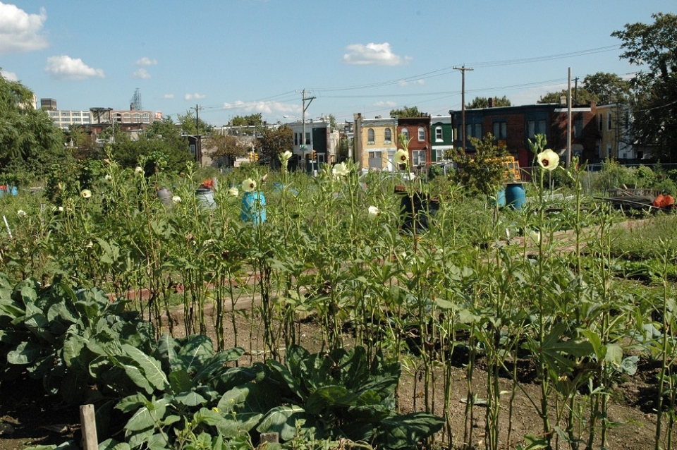 Glenwood community garden