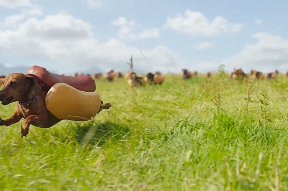 Running Dachsund wearing hot dog costume