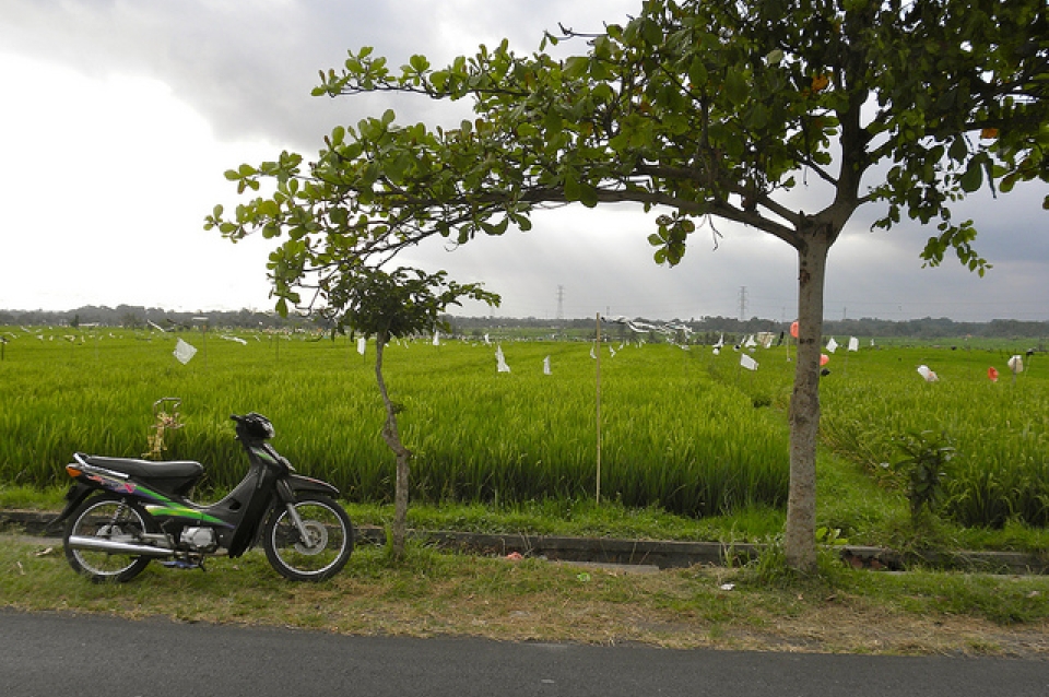 A motorbike by the roadside in Bali