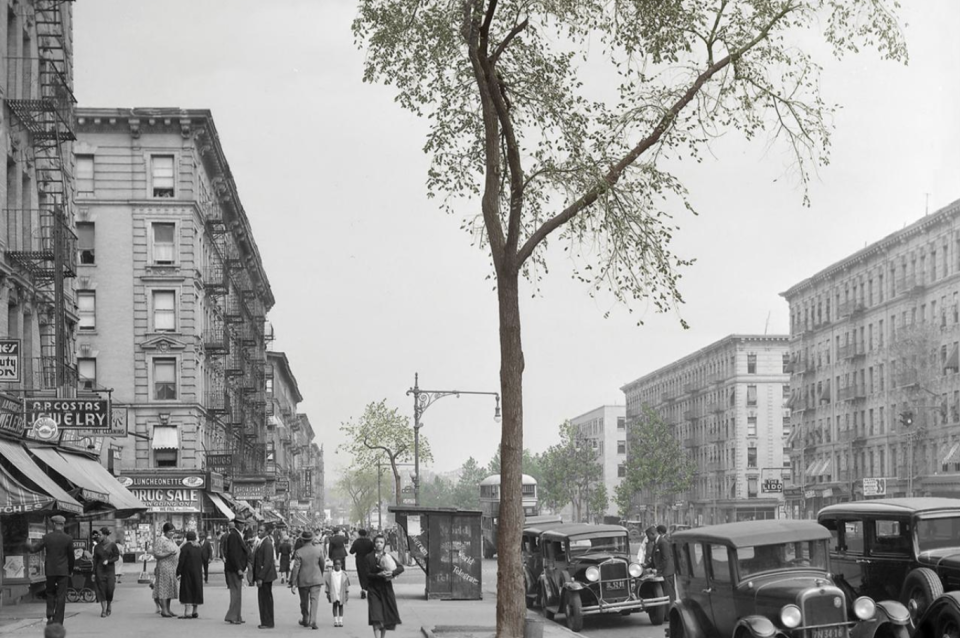Cover of "Seeing Trees". Cover image is a street tree.