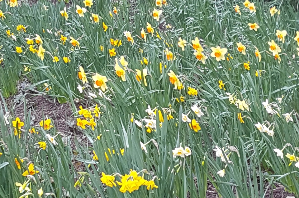 Spring in Philadelphia