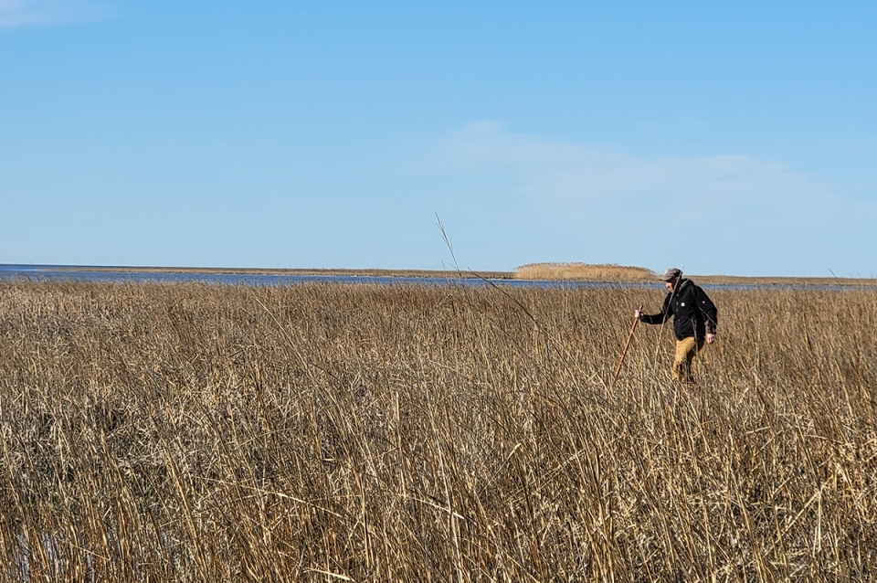 A man walking through grassy marshland
