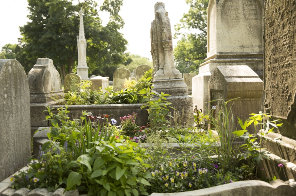 Old Graveyard with Beautiful Overgrowth