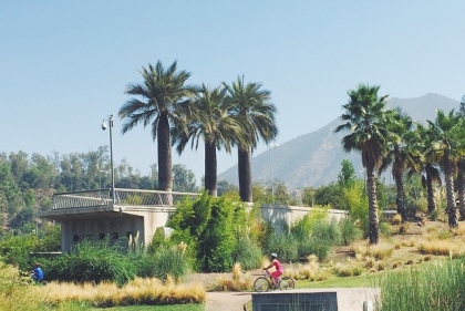 Palm trees and building in Santiago, Chile