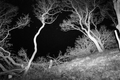 Photo negative of bare trees