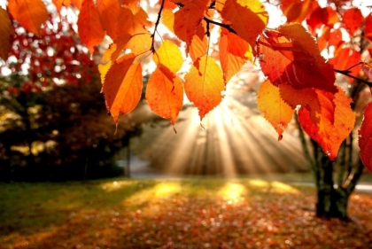 Autumn leaves backlit by the sun