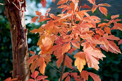 Donated trees on Penn Campus