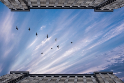 birds in flight between two tall buildings seen from below