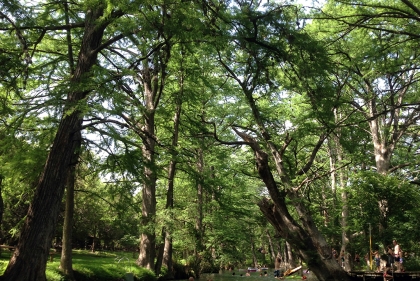 Cypress creek swimming area, Blue Hole Regional Park, from “The Wisdom of Looking Forward Trough Ecological Design and Planning”