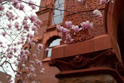 Magnolia blossoms in front of Fisher Fine Arts Library