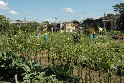 Glenwood community garden