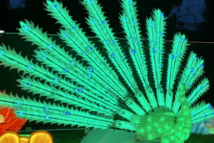 Paper lantern of peacock