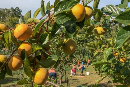 Persimmon tree full of fruit