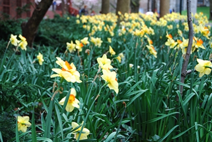 Daffodils