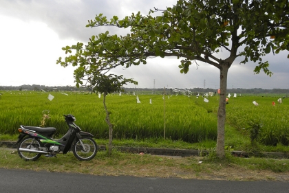 A motorbike by the roadside in Bali