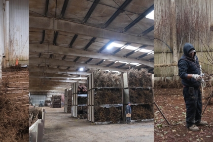 Photo of wholeslae nursery 