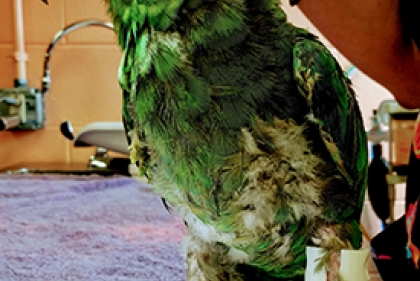 Parrot with prosthetic