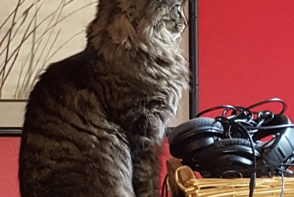 Gray cat sitting on the table.