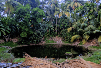 Pond in jungle