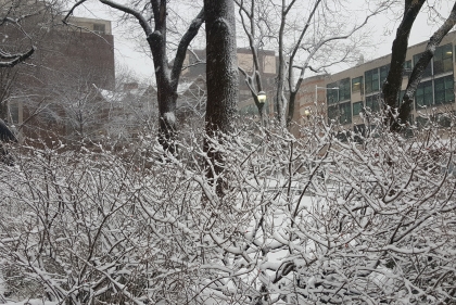 Snow covered bush on Penn campus