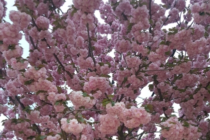 Blooming cherry blossoms