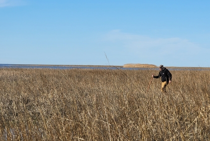 A man walking through grassy marshland