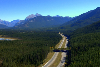 Wildlife Road Crossing, Michael Van Valkenburg and Associates, 2010, among the projects to be featured in the exhibition ‘Design With Nature Now‘