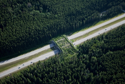 Yellowstone to Yukon Conservation Initiative. Animal crossing overpass, Banff National Park, Alberta.On view in the Meyerson Galleries.