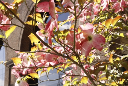 Magnolia blossoms on Penn campus