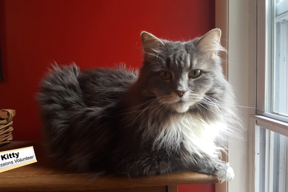 Cat sitting on shelf. Sign next to cat says "Kitty, Admissions Volunteer"