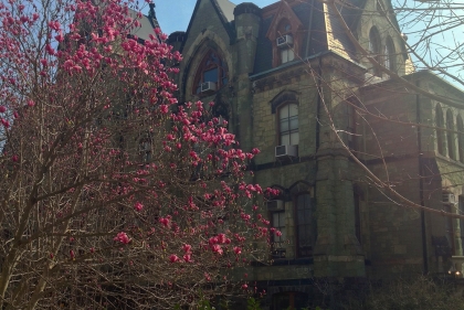 Magnolia blossoms on Penn campus