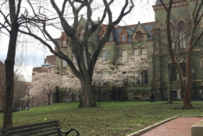Penn campus with cherry blossom in bloom 