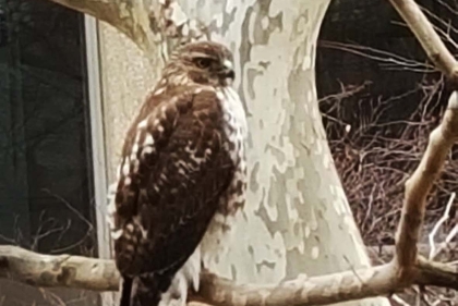 Hawk sitting in a tree