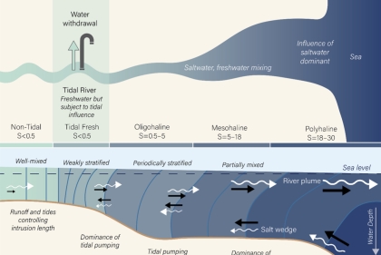 A schematic plan view of an estuary
