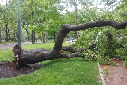 Toppled tree on Penn Campus