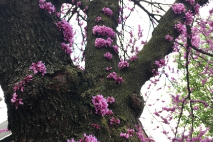 Red bud tree with spring blossoms
