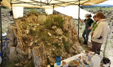 Three student interns under a tent in the desert observing a big petrified tree stump