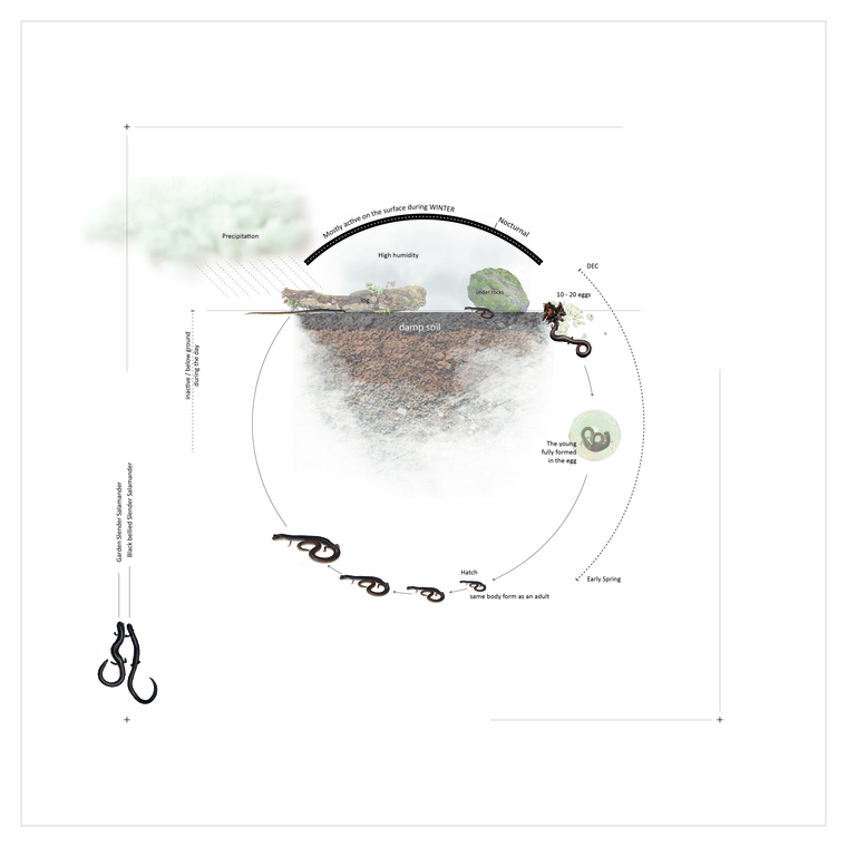 Life-cycle mapping of the slender salamander