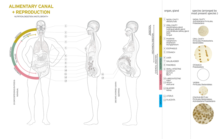 Medical diagram showing the anatomy of three figures