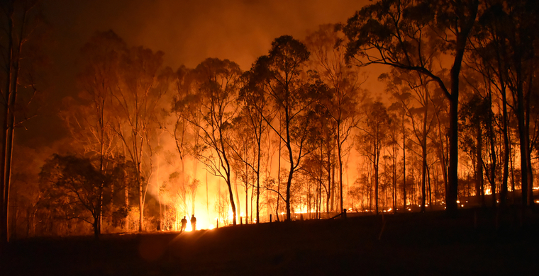 Night view of trees with flames rising from behind