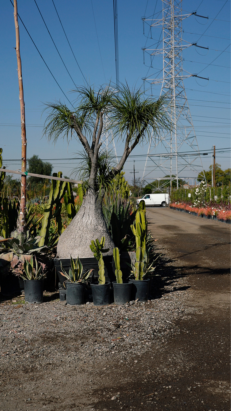 Potted cactuses next to a road with powerlines in the distance