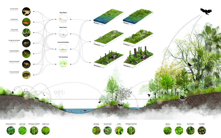 Coquís inhabit on diverse space and environments with reintroduced native species, leading to an increasing biodiversity.