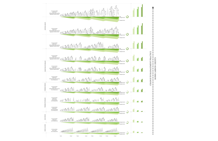 The forest management strategy