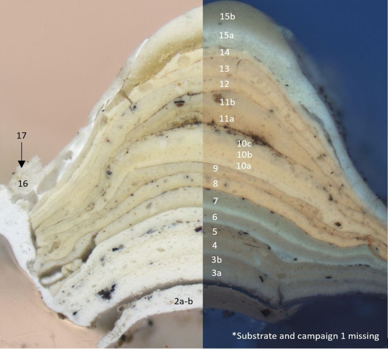 This photomicrograph shows a sample of the original shutters exhibiting a series of monochromatic cream paint layers. The sample is captured using different light-passing imaging techniques - visible light on the left and UV visible with a DAPI filter (365 nm) on the right. The magnification used for the image is 40x on the Zeiss Axion 5 fluorescent microscope.