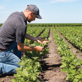 Man kneeling in a planted field looking closely at a plant