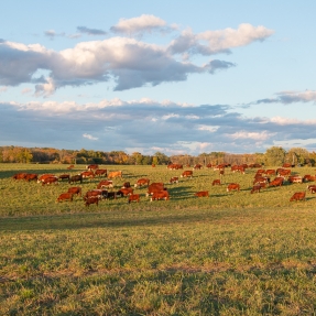 Red cows in a green field 