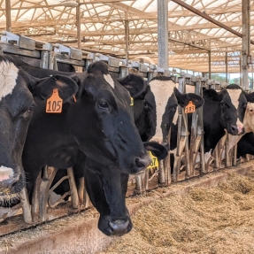 Penned cows eating hay